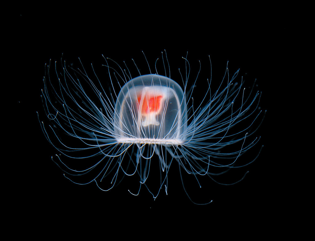 meduza-turritopsis
