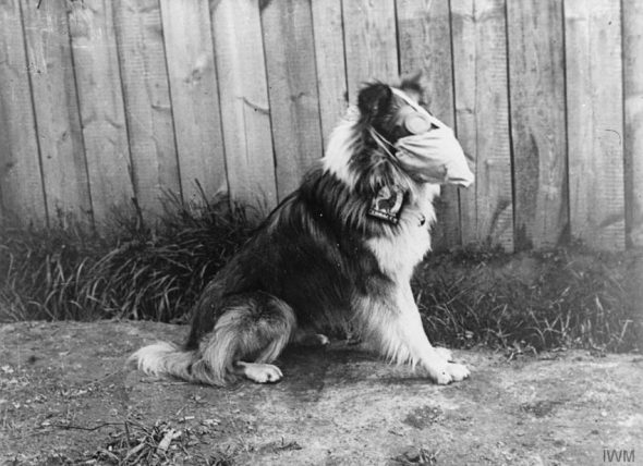 Câine care poartă o mască de gaze și ochelari de protecție anti-gaz, Roesbrugge, Belgia – 05.16.1916