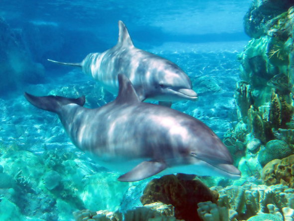 Delfini la Gradina Zoologica din Orlando