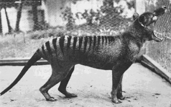 Lup marsupial aflat pe care de dispariție, 1933